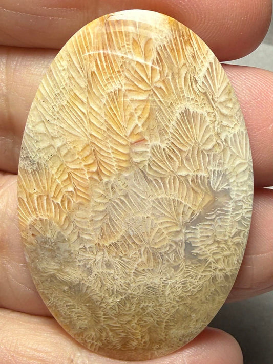 Oval 45x30mm Skeletal Fossil Coral Cabochon 59