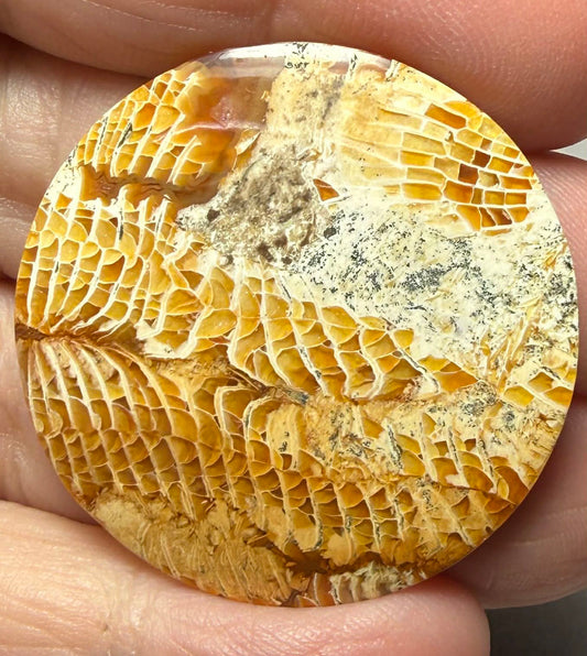 Round 35x35mm Skeletal Fossil Coral Cabochon 60