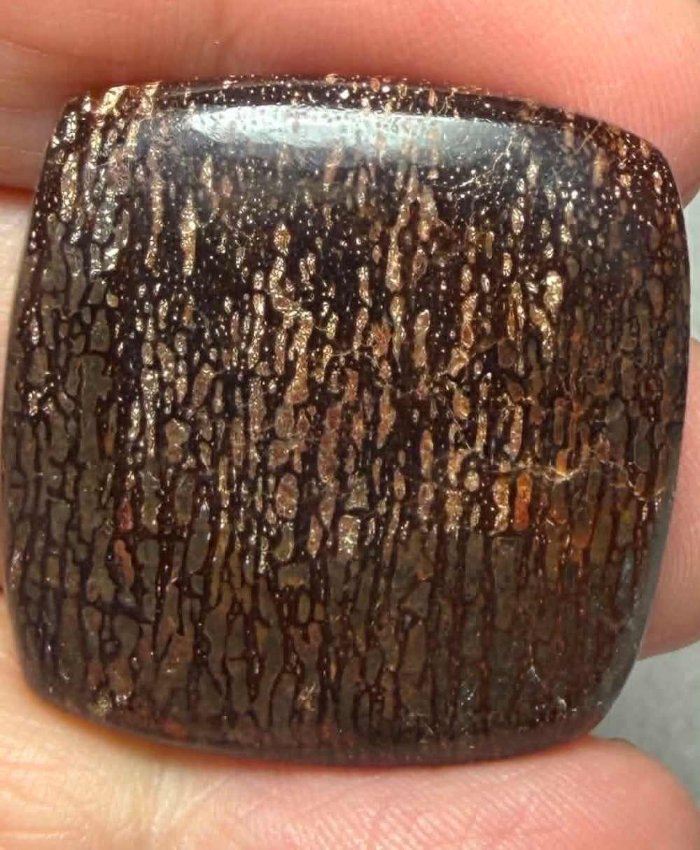 Rectangle 29x28mm Dinosaur Bone Cabochon 30