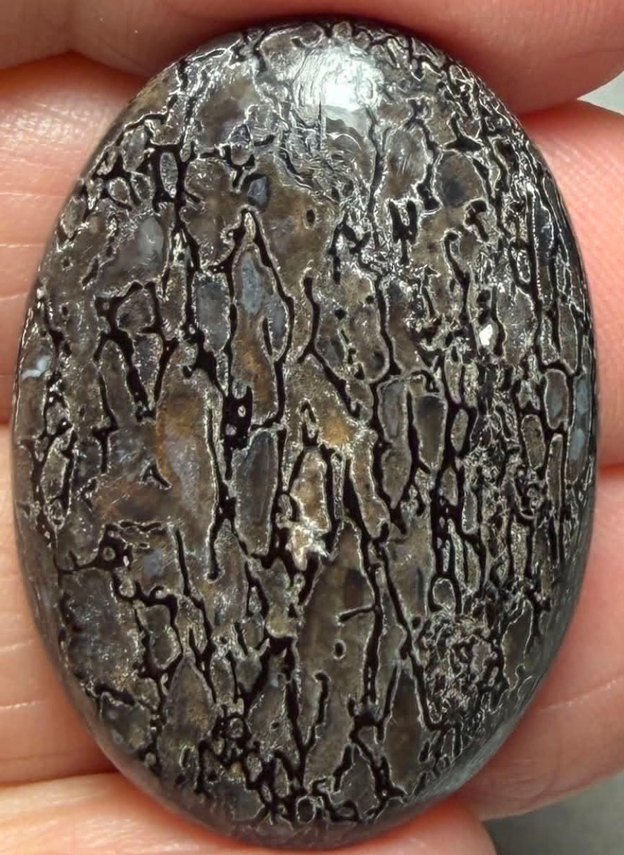 Oval 32x22mm Dinosaur Bone Cabochon 36