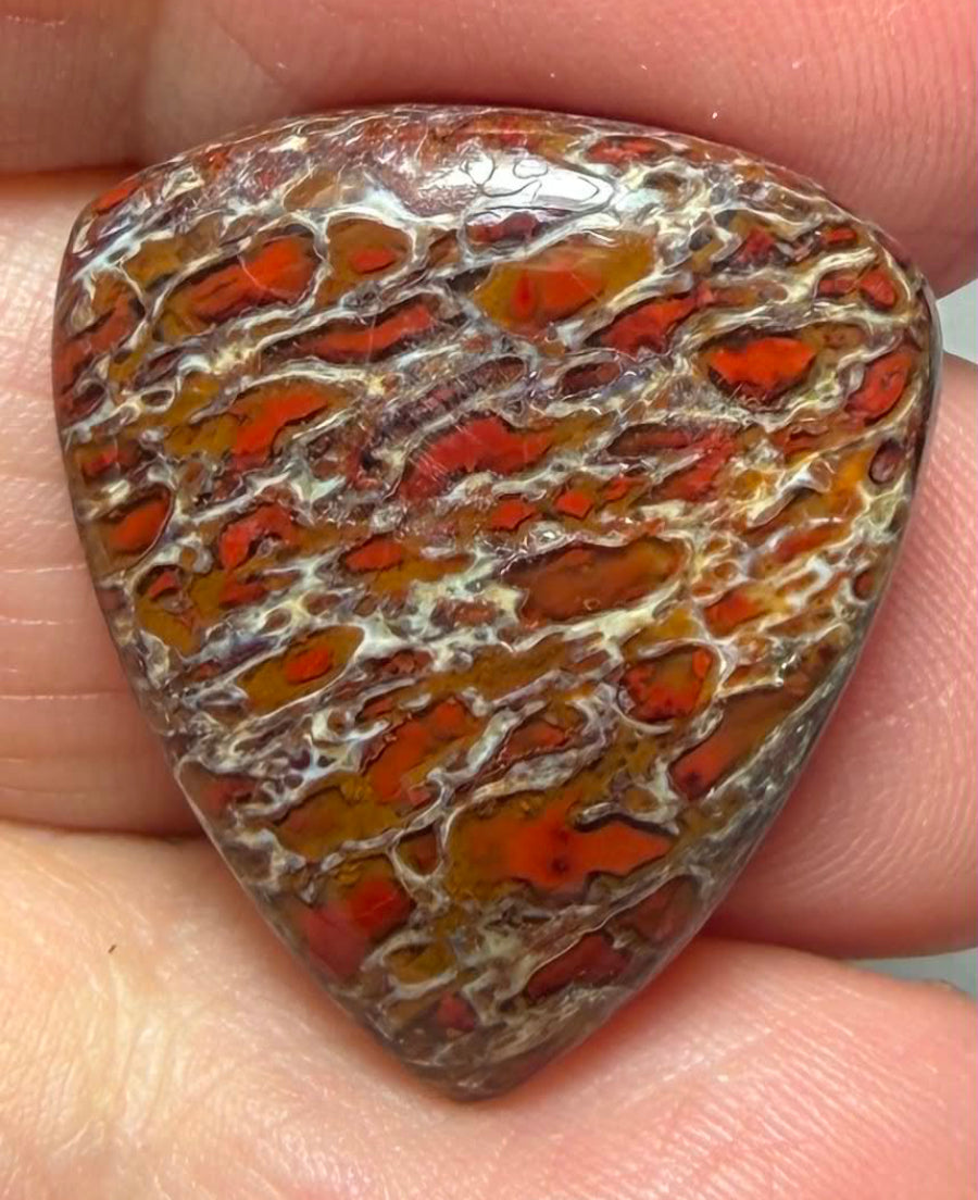 Teardrop 24x21mm Dinosaur Bone Cabochon 38