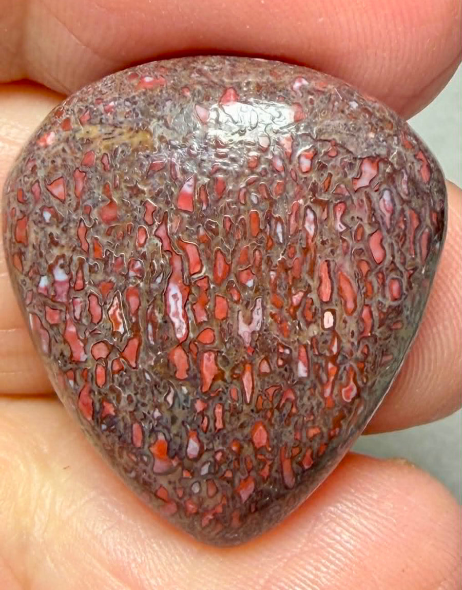 Teardrop 26x23mm Dinosaur Bone Cabochon 39