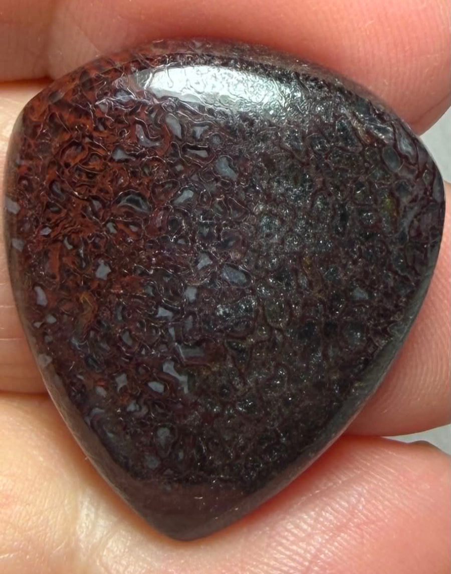 Teardrop 28x24mm Dinosaur Bone Cabochon 40