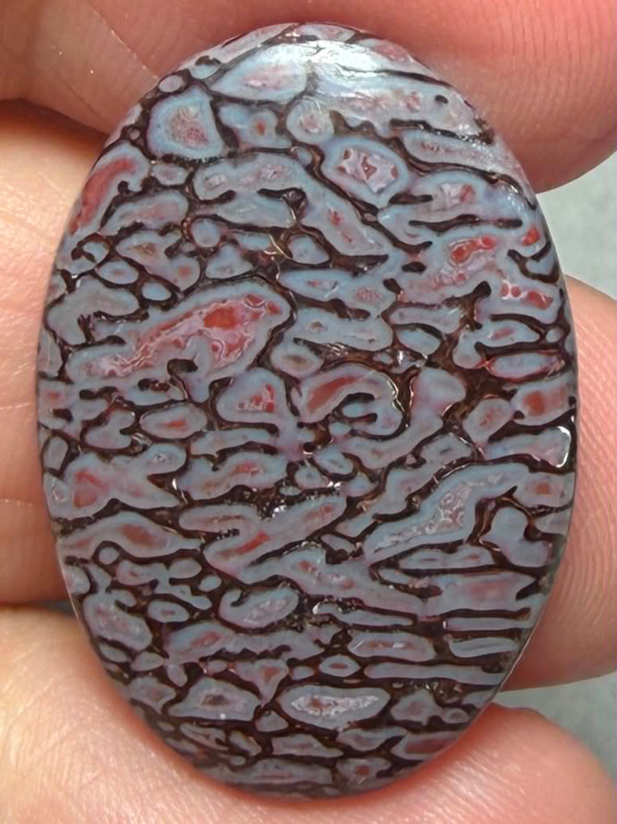 Oval 28x19mm Dinosaur Bone Cabochon 41
