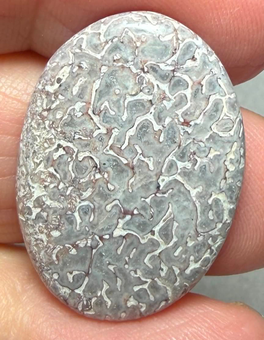 Oval 28x20mm Dinosaur Bone Cabochon 42