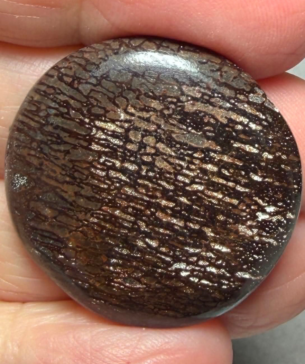 Round 30x30mm Dinosaur Bone Cabochon 43