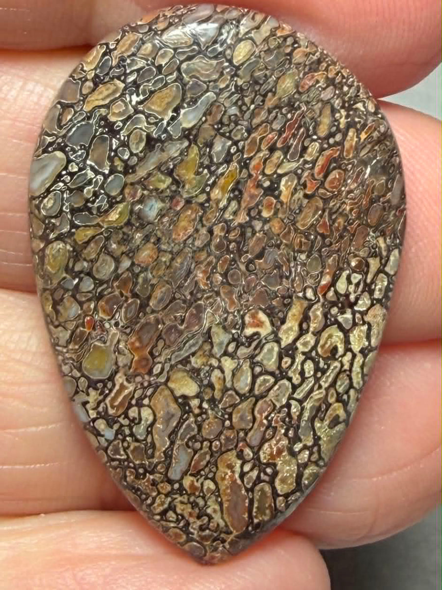 Teardrop 34x23mm Dinosaur Bone Cabochon 47