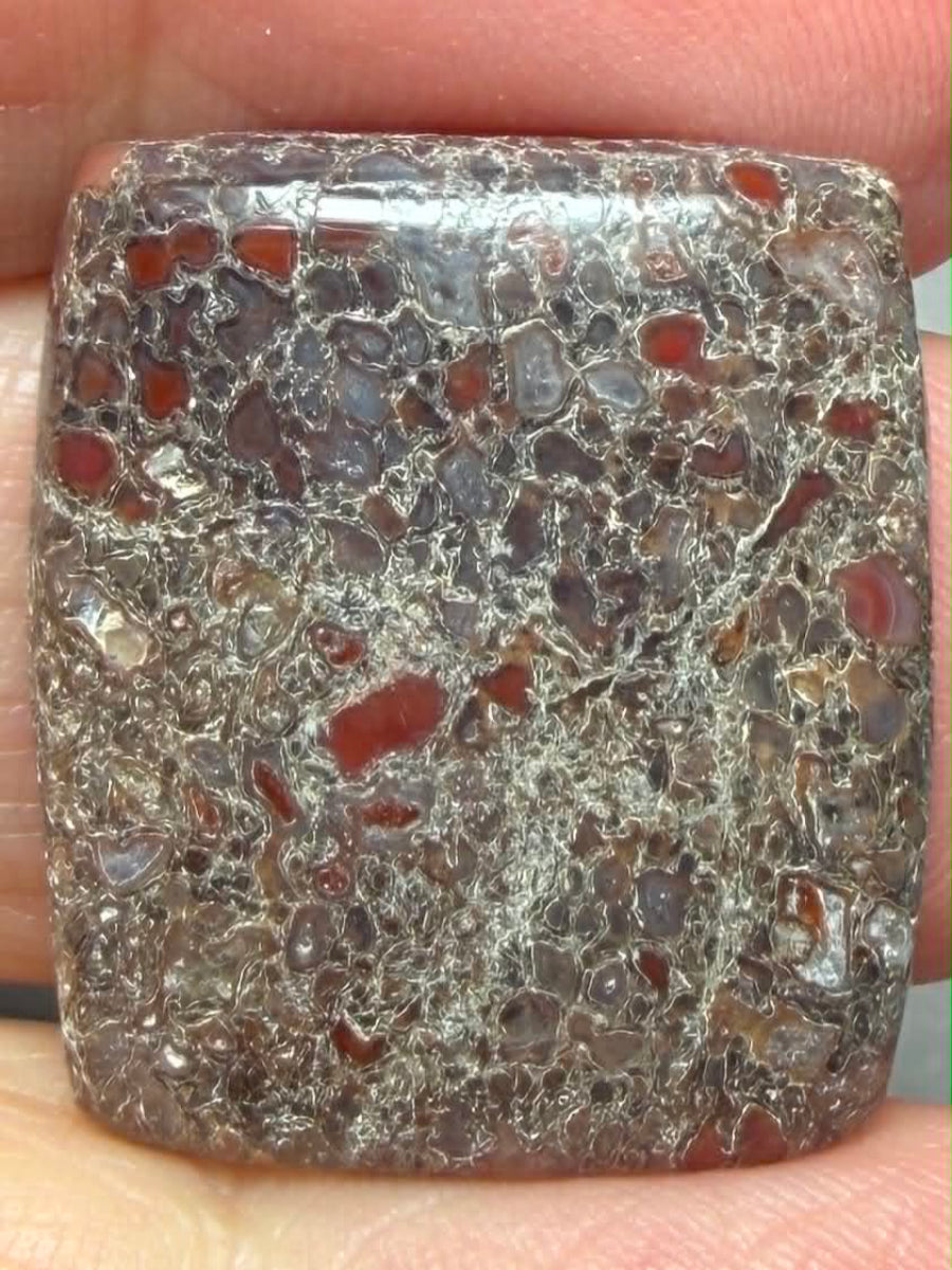Rectangle 24x21mm Dinosaur Bone Cabochon 48