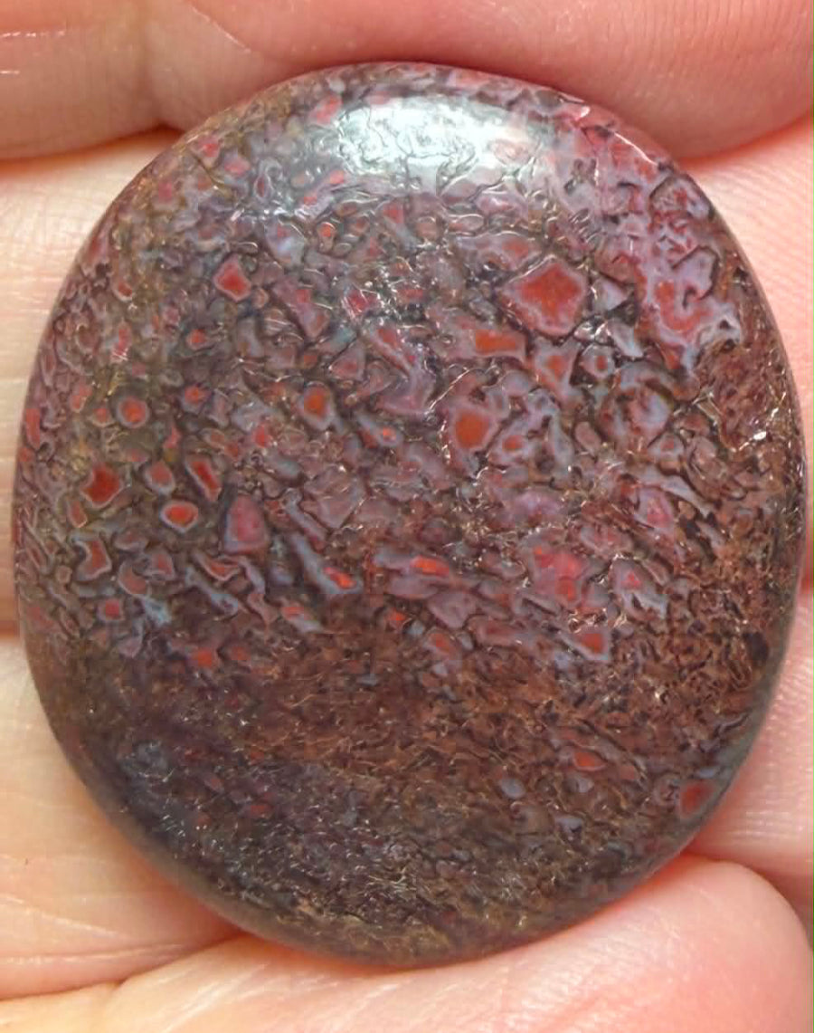 Oval 28x24mm Dinosaur Bone Cabochon 50