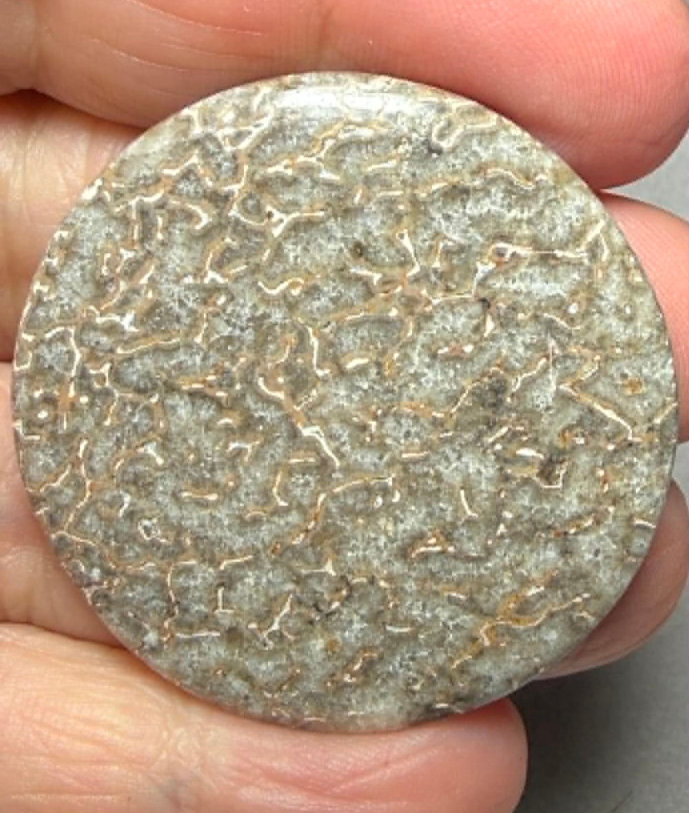 Round 40x40mm Dinosaur Bone Cabochon 51