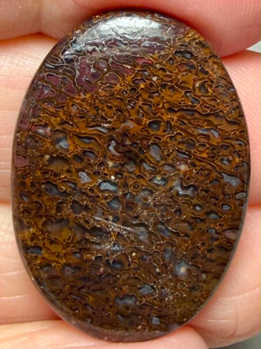Oval 30x22mm Dinosaur Bone Cabochon 53