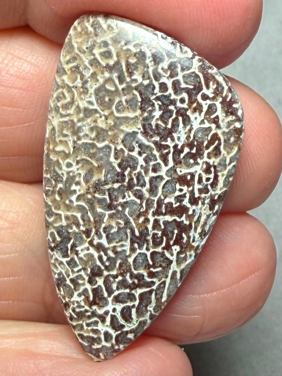 Freeform 35x20mm Dinosaur Bone Cabochon 56