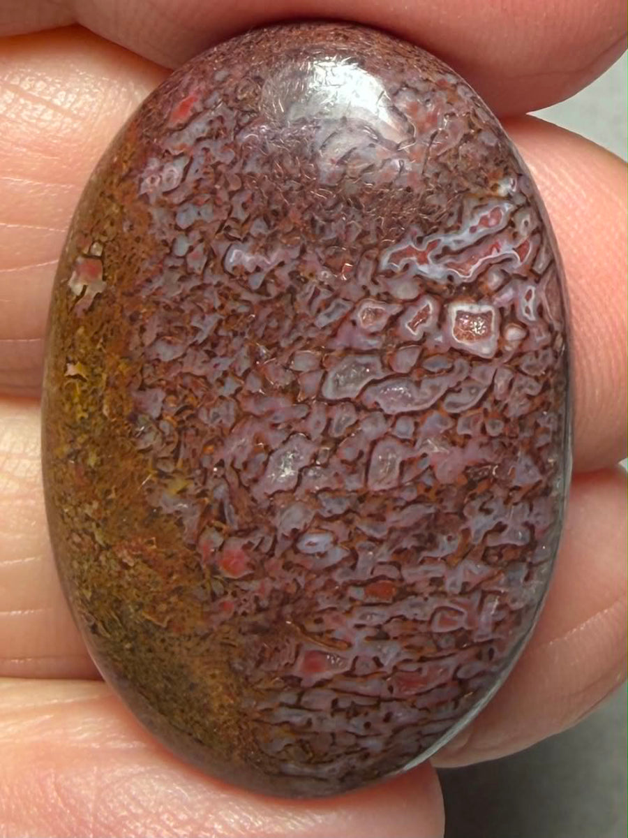 Oval 32x22mm Dinosaur Bone Cabochon 57