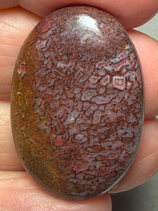 Oval 32x22mm Dinosaur Bone Cabochon 57
