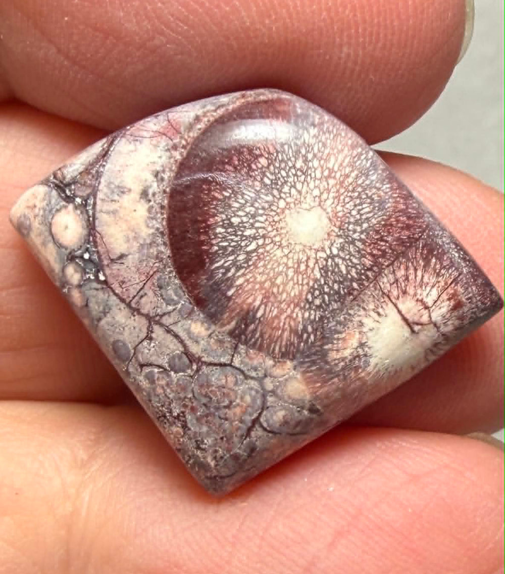 Freeform 20x25mm Birds Eye Jasper Cabochon 50