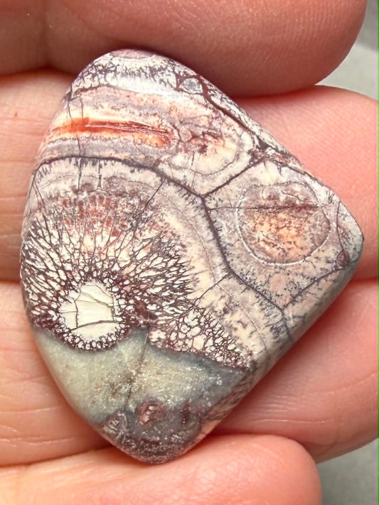 Freeform 30x25mm Birds Eye Jasper Cabochon 54