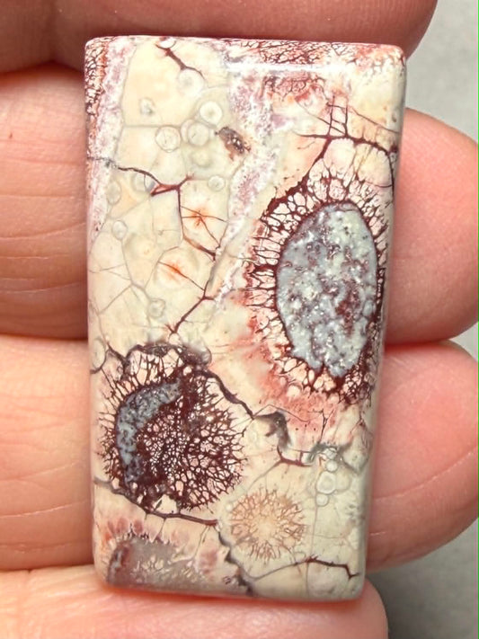 Freeform 33x18mm Birds Eye Jasper Cabochon 58