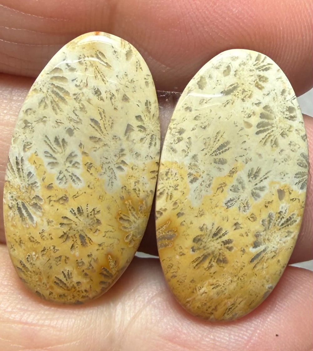 Oval 26x14mm Gold Fossil Coral Cabochon Pair 04