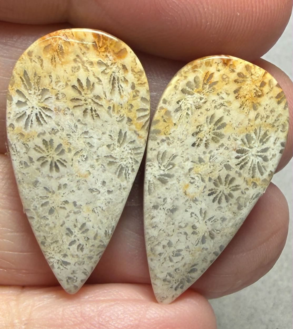 Teardrop 28x14mm Gold Fossil Coral Cabochon Pair 13