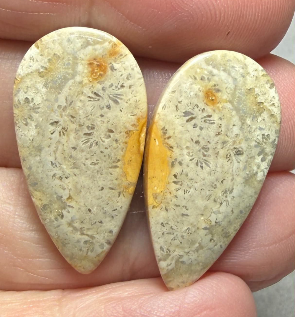 Teardrop 28x14mm Gold Fossil Coral Cabochon Pair 14