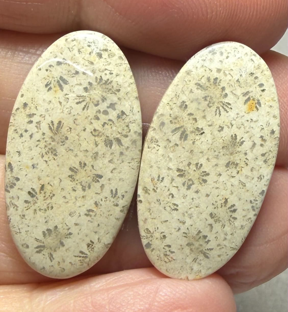 Oval 27x14mm Gold Fossil Coral Cabochon Pair 16