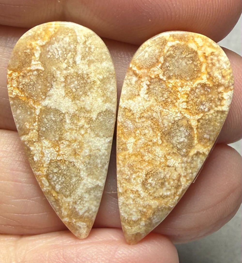 Teardrop 29x14mm Gold Fossil Coral Cabochon Pair 17
