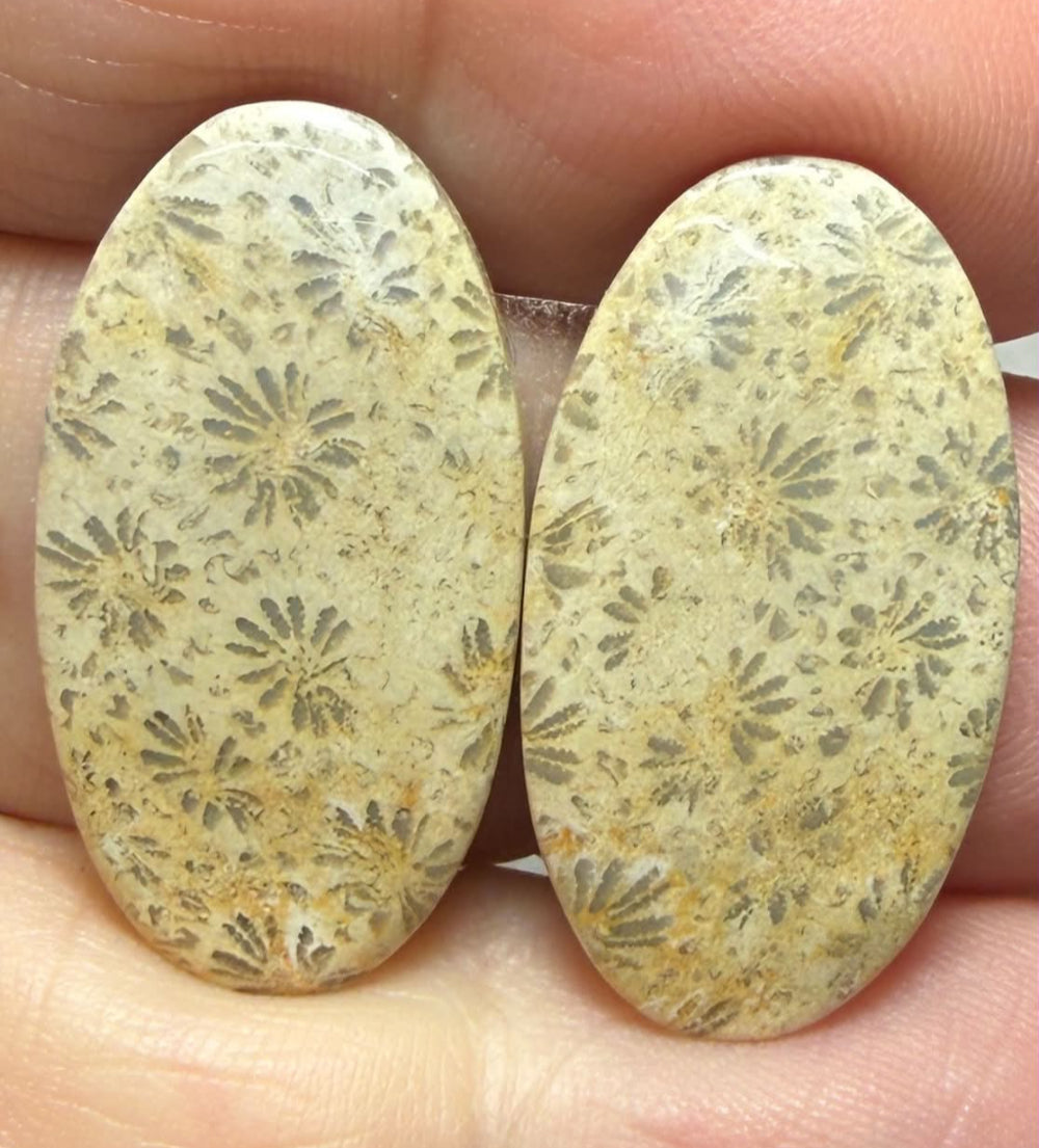 Oval 26x14mm Gold Fossil Coral Cabochon Pair 18