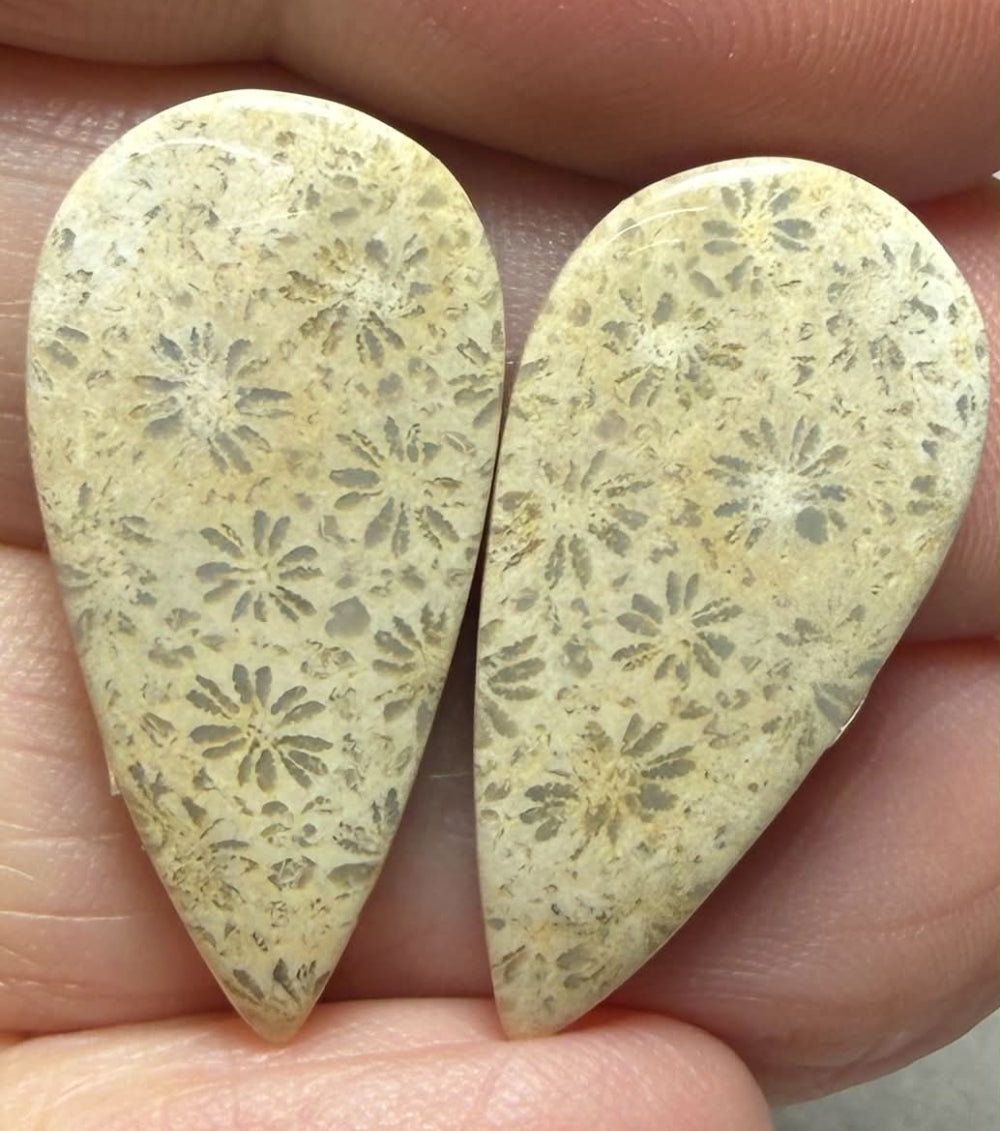 Teardrop 26x13mm Gold Fossil Coral Cabochon Pair 19
