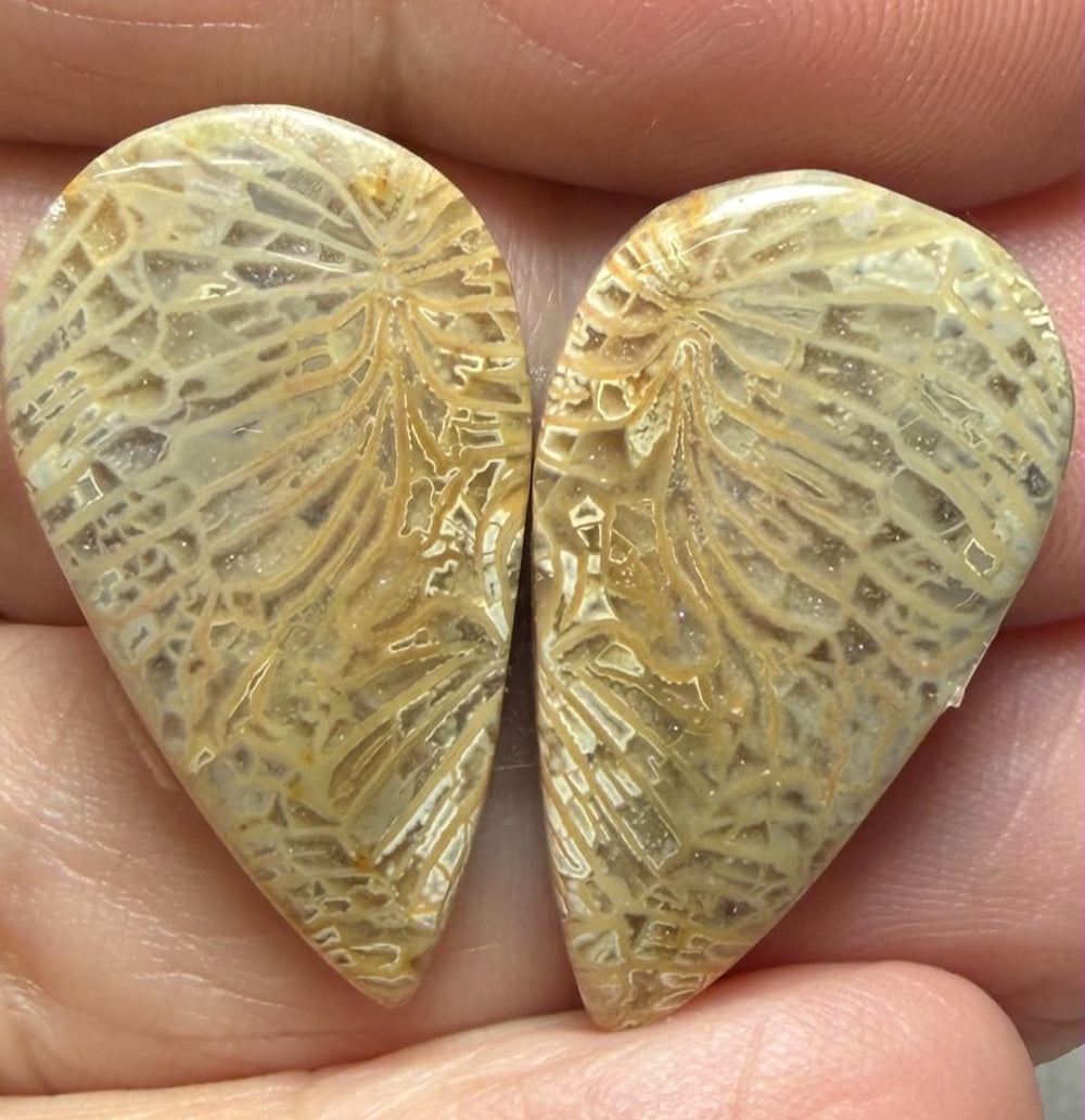 Teardrop 27x15mm Gold Fossil Coral Cabochon Pair 21