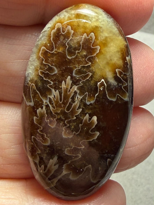 Oval 41x23mm Sutured Ammonite Cabochon 04