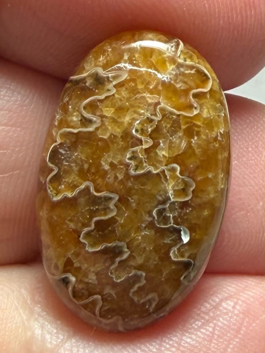 Oval 23x14mm Sutured Ammonite Cabochon 10