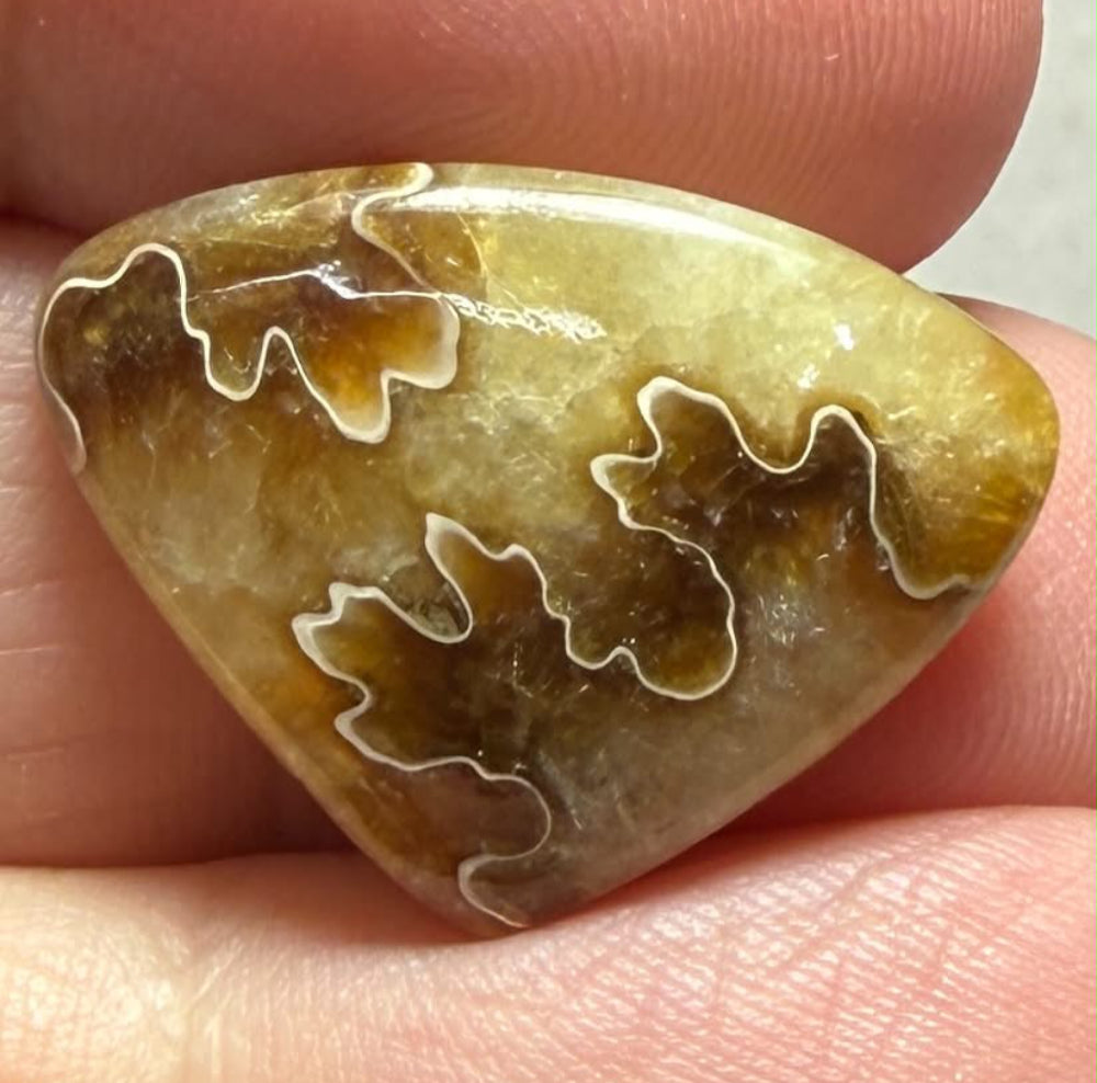 Teardrop 17x23mm Sutured Ammonite Cabochon 13