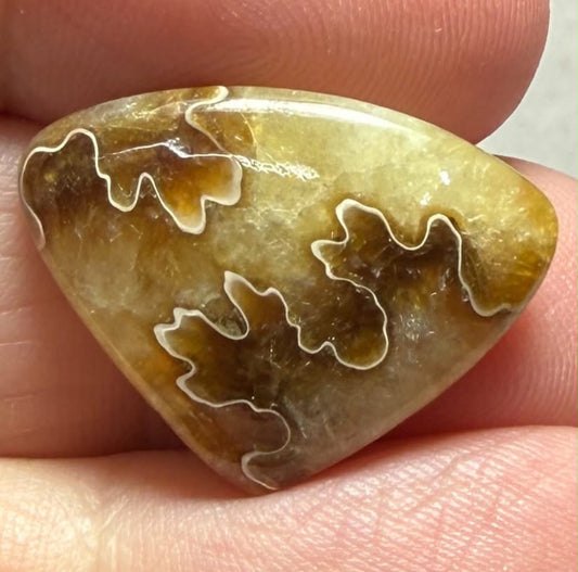 Teardrop 17x23mm Sutured Ammonite Cabochon 13