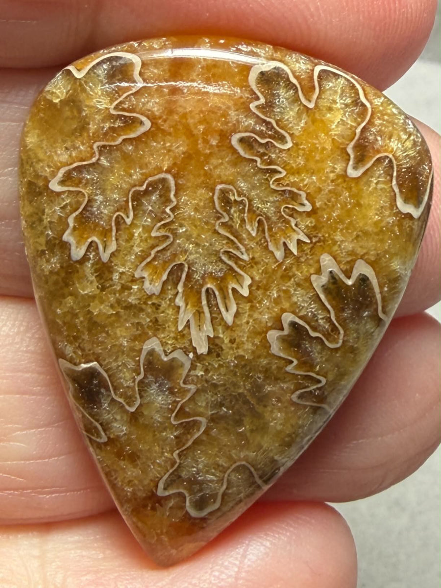 Teardrop 36x27mm Sutured Ammonite Cabochon 15