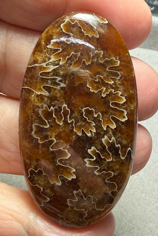 Oval 52x28mm Sutured Ammonite Cabochon 19