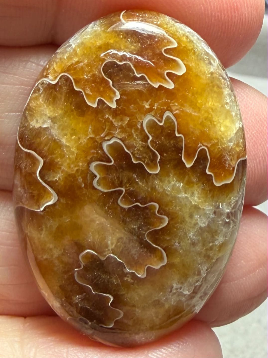 Oval 37x25mm Sutured Ammonite Cabochon 24