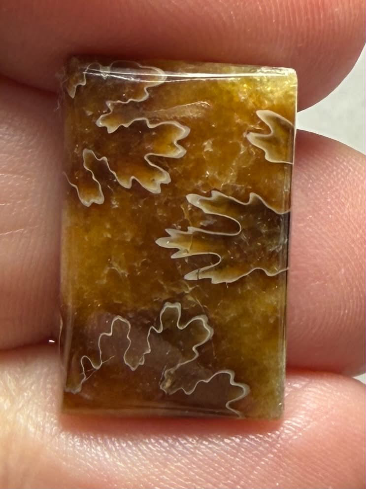 Rectangle 22x14mm Sutured Ammonite Cabochon 26