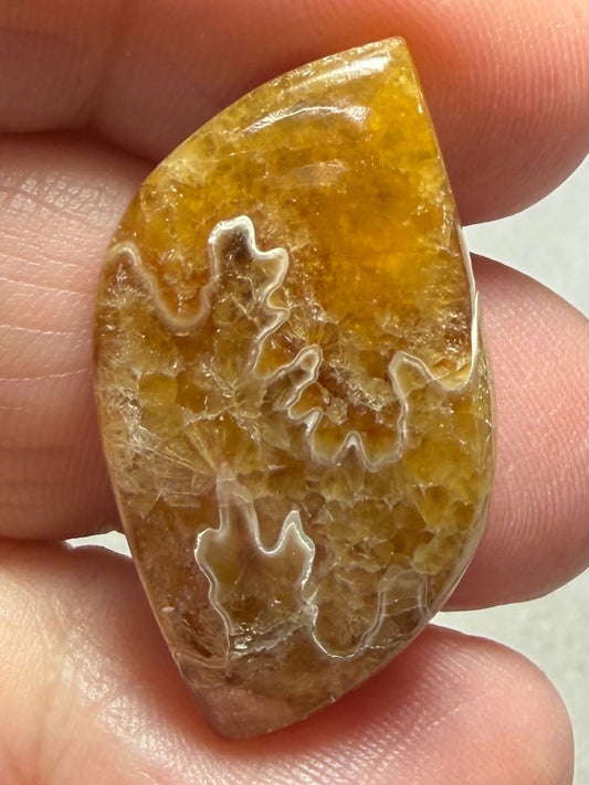 Freeform 31x17mm Sutured Ammonite Cabochon 29