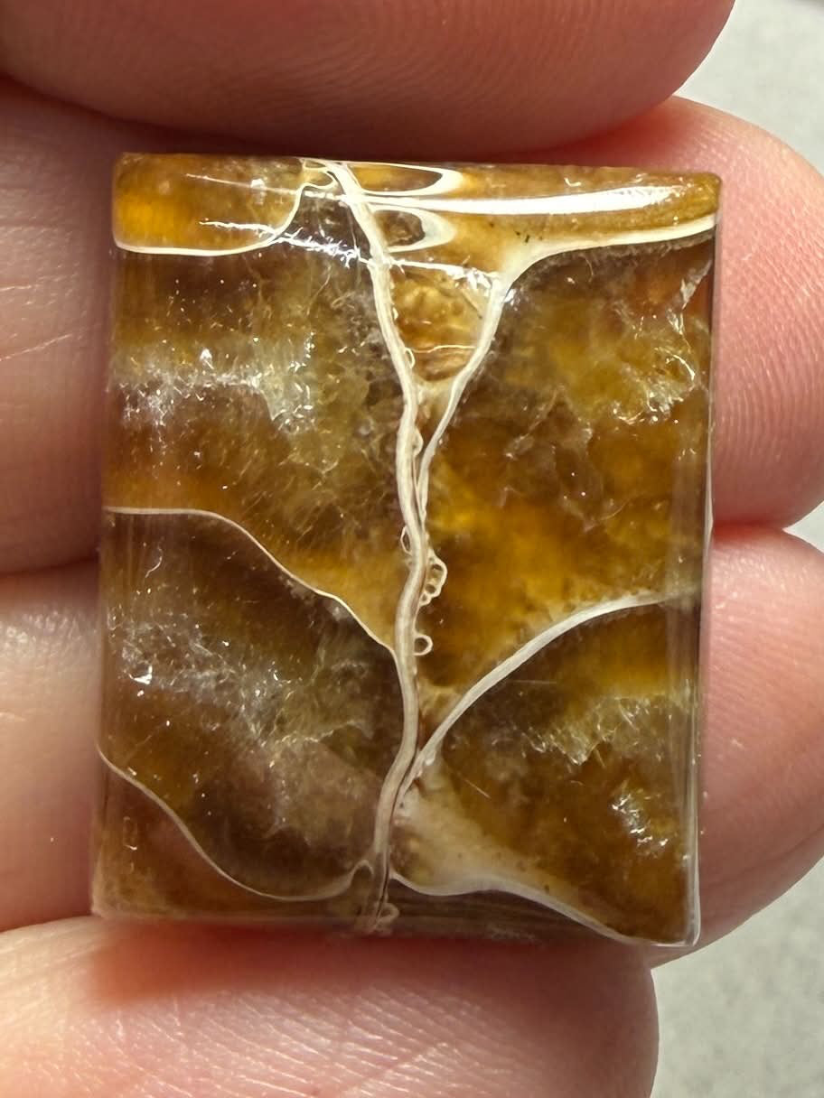 Rectangle 23x19mm Sutured Ammonite Cabochon 31