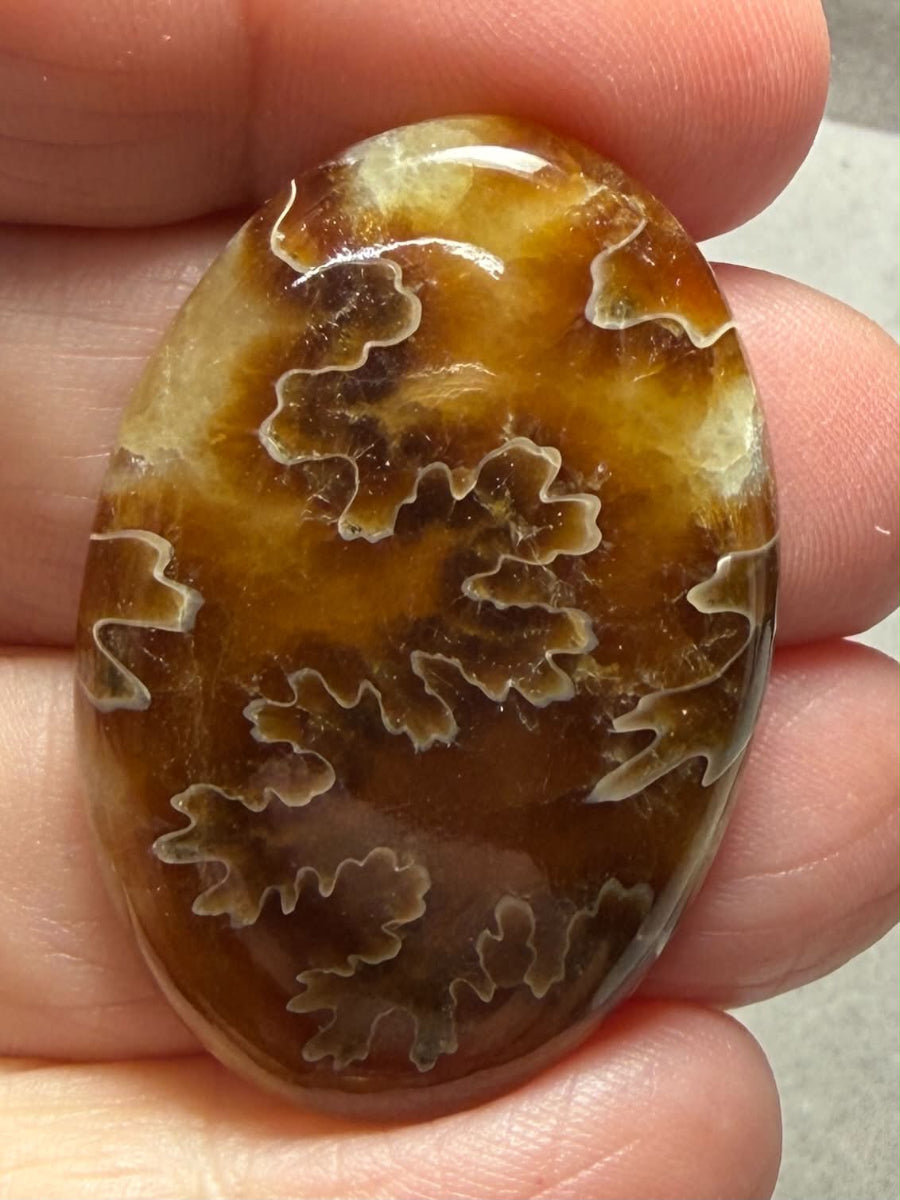 Oval 39x26mm Sutured Ammonite Cabochon 42