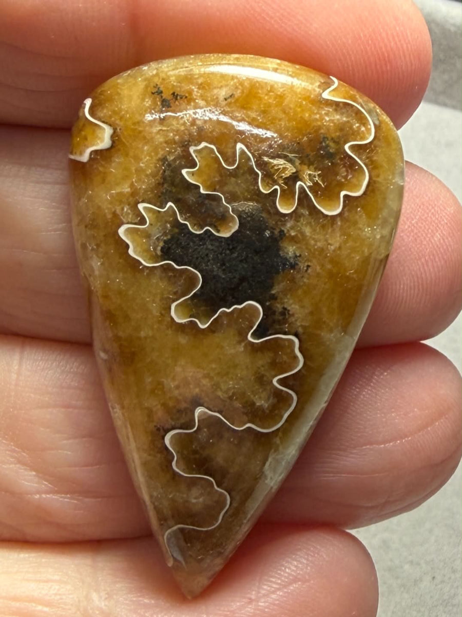 Teardrop 42x25mm Sutured Ammonite Cabochon 43