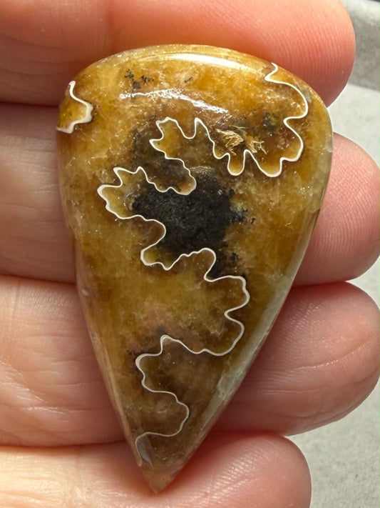 Teardrop 42x25mm Sutured Ammonite Cabochon 43
