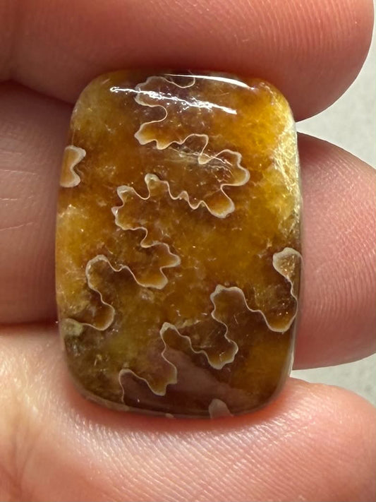 Rectangle 22x16mm Sutured Ammonite Cabochon 45
