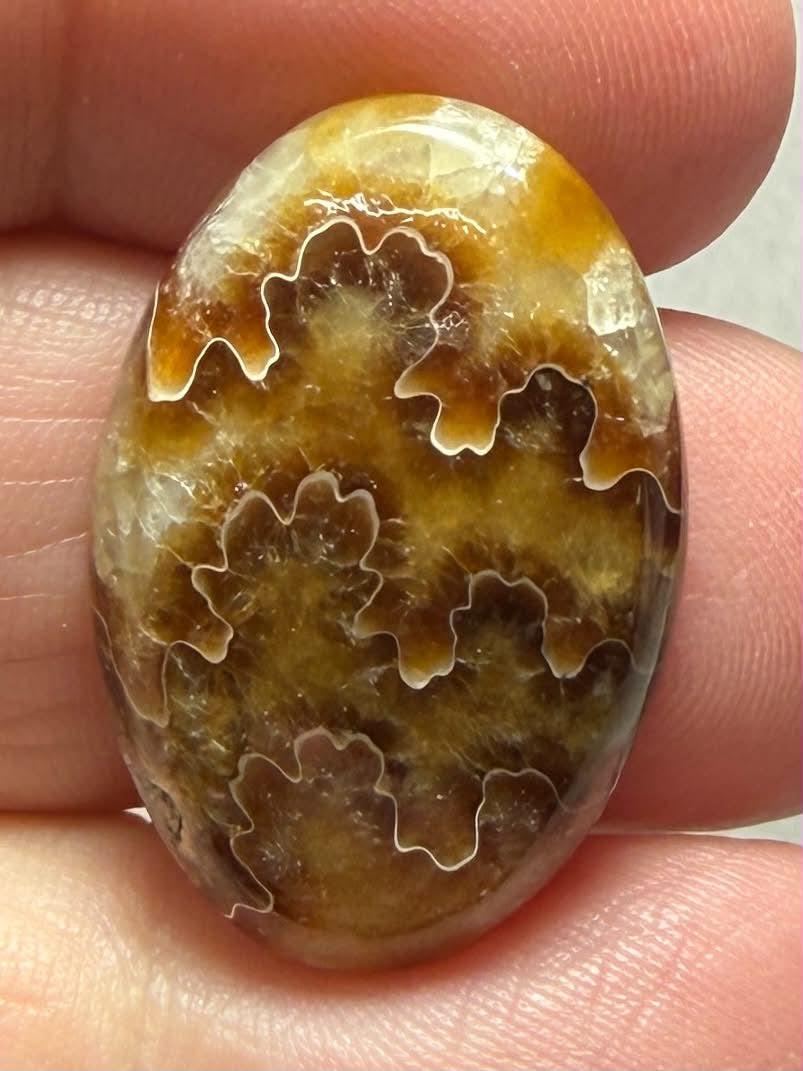 Oval 26x18mm Sutured Ammonite Cabochon 46