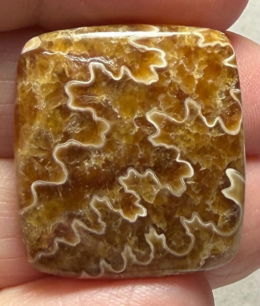 Rectangle 26x24mm Sutured Ammonite Cabochon 49