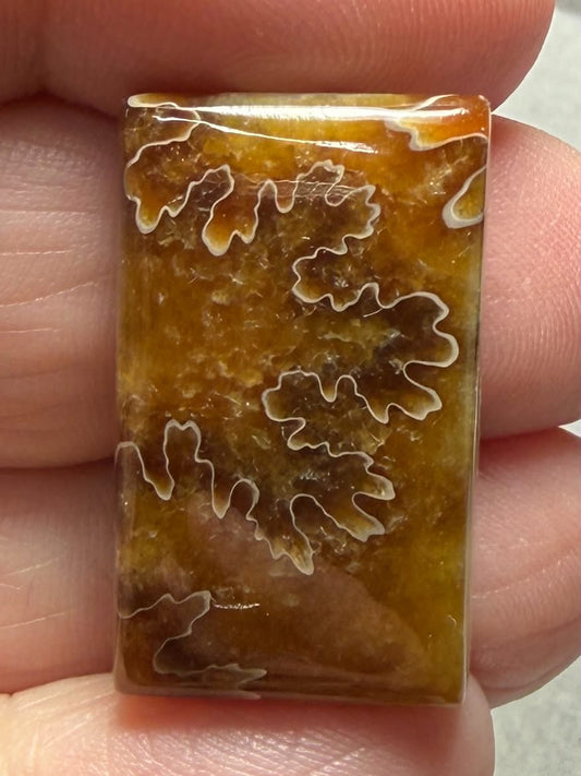 Rectangle 27x16mm Sutured Ammonite Cabochon 51